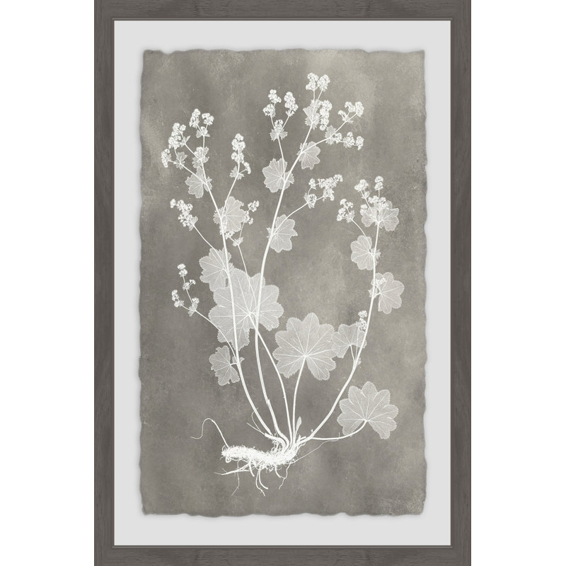 Herbarium Study II - Single Picture Frame Print, 45cm H x 38cm W 