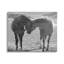 Chevaux étreignant la photographie par Steve Toole-93944398-93944399
