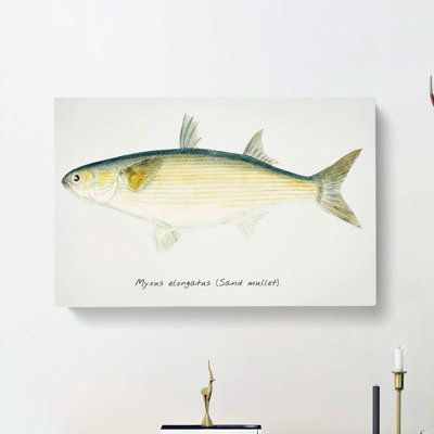 Illustration of a Sand Mullet Fish by F.E. Clarke - Wrapped Canvas