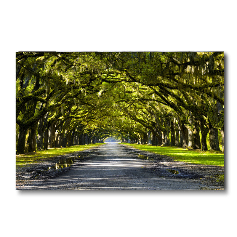 The Path Home - photographie non encadrée, H 16 po x l 20 po x P 1 po, Aluminium
