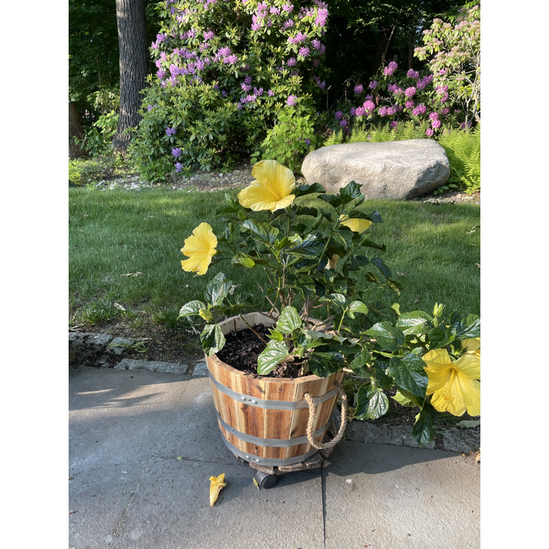 Randals Wood Barrel Planter, 8'' H x 13'' W x 13'' D