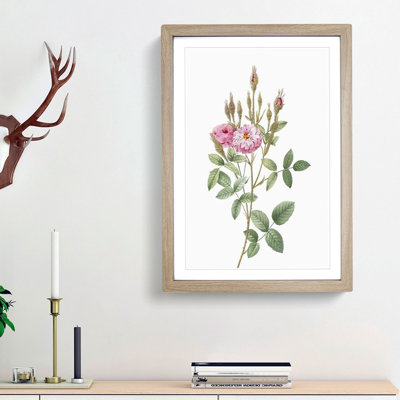 Mossy Pompon Rose in Pink by Pierre-Joseph Redoute - Picture Frame Painting Print