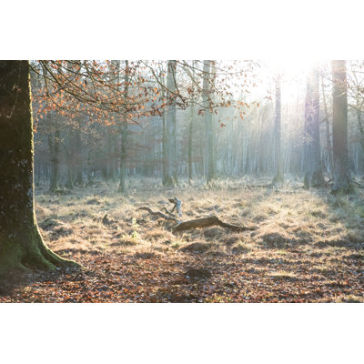 Lonely Forest - Wrapped Canvas Print