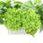 Hydrangea and Ivy Arranged in Ceramic Vase