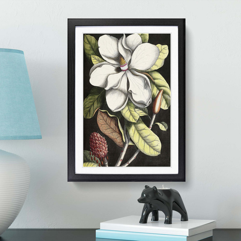 A Laurel Magnolia Tree by Mark Catesby - Picture Frame Painting Print, 87cm H x 62cm W x 2cm D, Black Framed