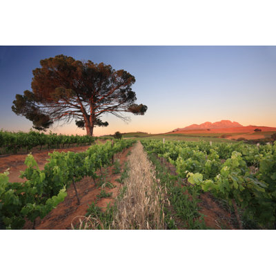 Vineyard With Lone Tree - Wrapped Canvas Print