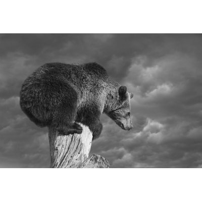 Bear Squatting - Wrapped Canvas Print