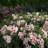 1 Gallon Autumn Belle Encore Azalea Live Low Maintenance Plant