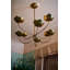 Encinitas Chandelier