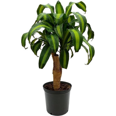 American Plant Exchange Low Light American Plant Exchange Dracaena  Massangeana 'Corn Plant', Mass Cane Stump, Live Indoor Plant, 6-Inch Pot,  Easy Care Houseplant & Reviews | Wayfair