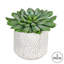 Plante grasse artificielle en pot