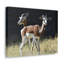 «Antelope Couple Antelope Troop Print», art mural animal-1668334134