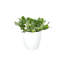 Live White Fittonia Nerve Plant in Classic Pot-70502085