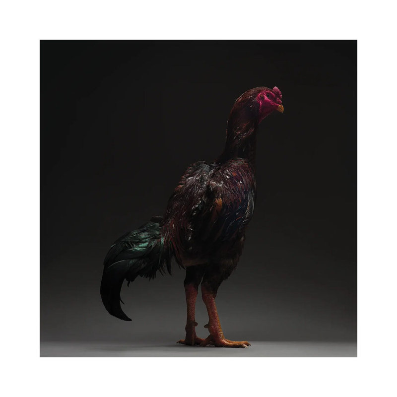 Ko Shamo - Wrapped Canvas Print, 93.98 cm H x 93.98 cm W x 3.175 cm D