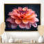 Photo de souci rose rose et orange chaud - souci mural-190633175-85216342