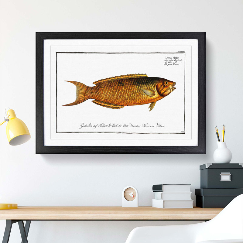 Green Wrasse Fish by M.E. Bloch - Picture Frame Painting Print, 48cm H x 65cm W x 2cm D, Black Framed