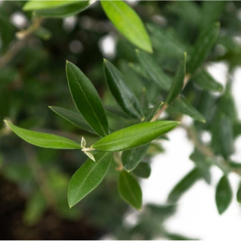 Flowering American Plant Exchange Arbequina Olive Tree, 6-Inch Pot, Live Fruiting Plant, Self-Pollinating Houseplant