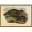 Pheasants From Gould's Birds Of Australia 17 Giclee Print