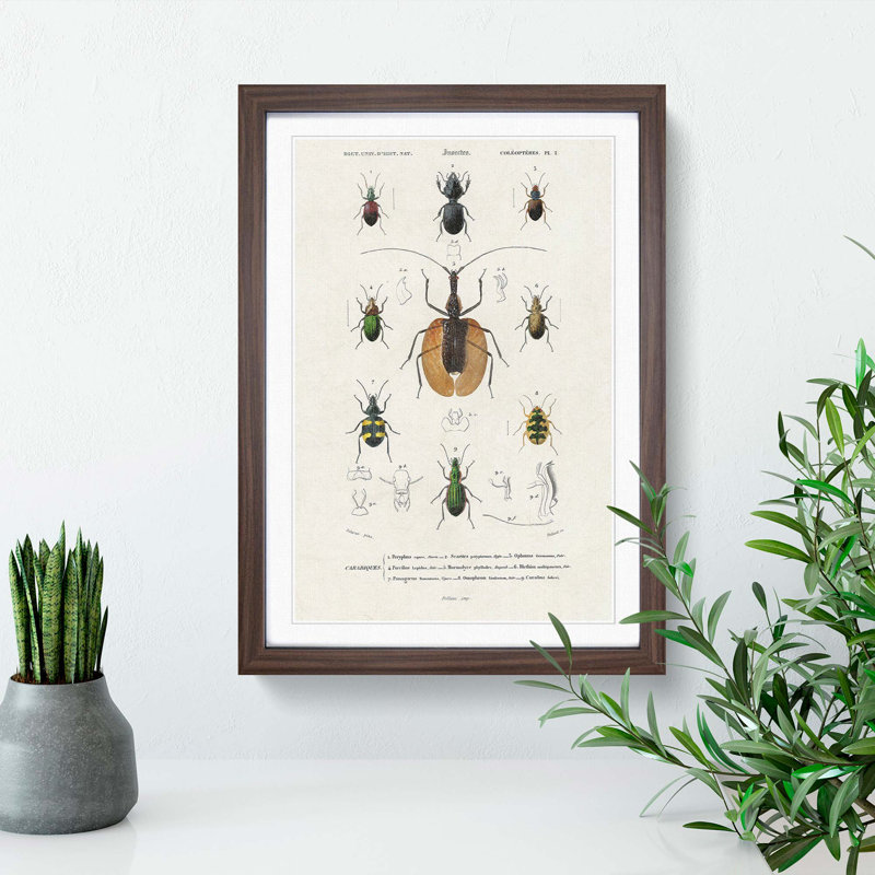 Beetle Illustrations PL.2 by Charles D'Orbigny - Single Picture Frame Print, 63cm H x 45cm W x 2cm D, Walnut Framed