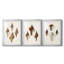 Sowerby Shells IV - Impression sur mesure encadrée de qualité supérieure - 3 pièces-553466594
