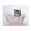 «Cute Main Coon Kitten Bathee», art mural-1738537650