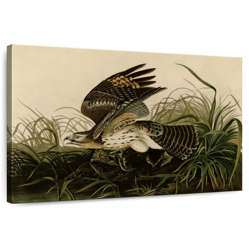 Brampt Winter Hawk, 20" H x 30" W
