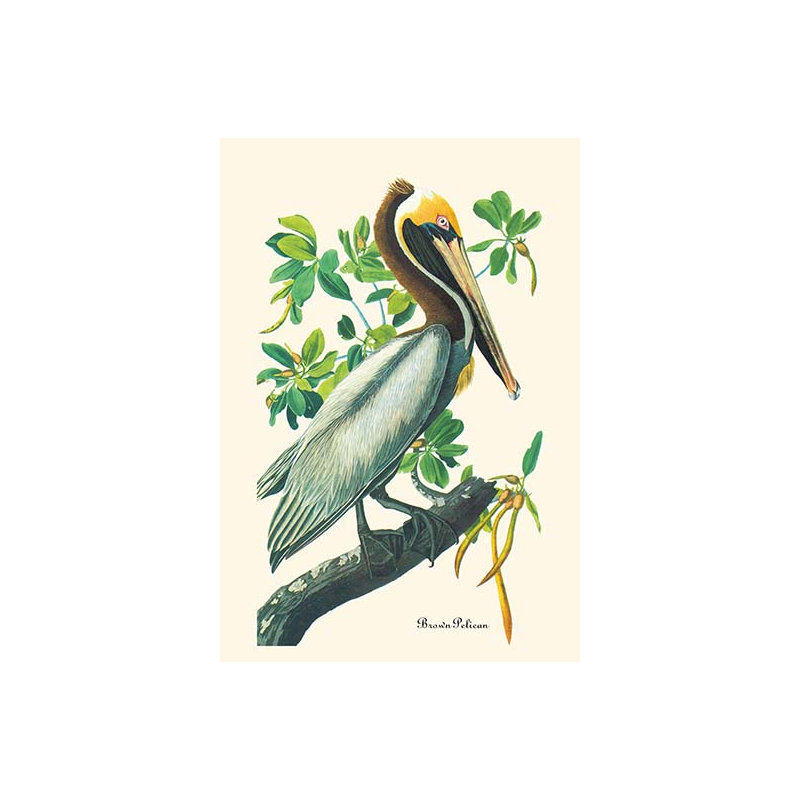 « pelican » par john james audubon, impression, H 42 po x l 28 po x P 1,5 po