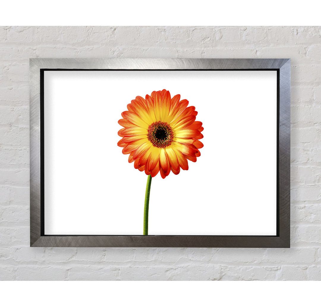 Orange Gerbera On - Einzelner Bilderrahmen Kunstdrucke