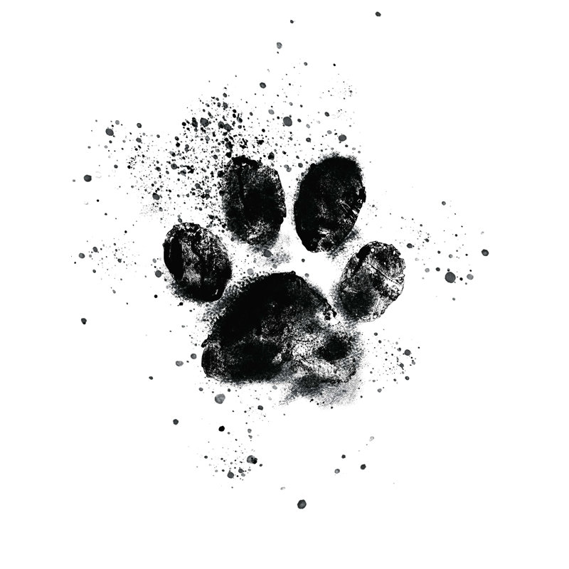 Paw With Splatters - Wrapped Canvas Print, 24" H x 18" W  
