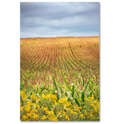 Joden Corn Field' by Jason Shaffer Photographic Print on Wrapped Canvas