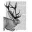 Art sur toile tendue Trinx Fab Funky Gallery, titré: Jackalope Portrait 2 190396D-1350441606