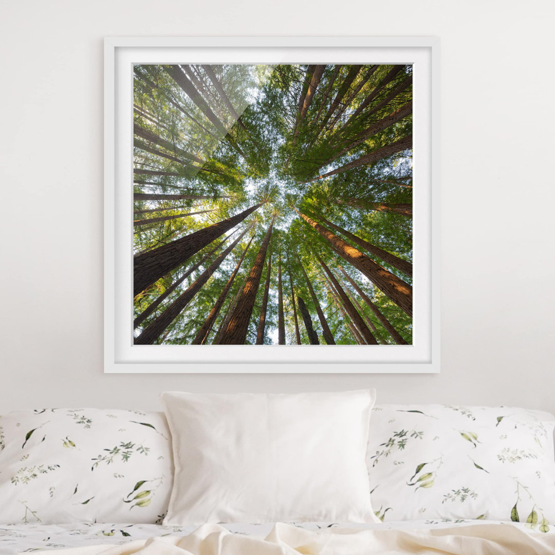 Gerahmtes Poster Sequoia Treetops