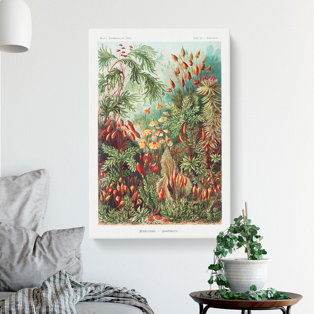 Flowers Growing Wild by Ernst Haeckel - Wrapped Canvas