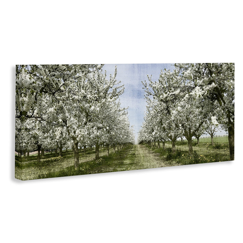 «Blooming White Flower Buds Trees Orchard Meadow» par Kim Allen - photographie, H 13 po x l 30 po