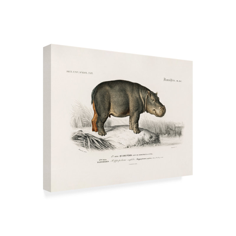 Art sur toile, Charles Dessalines D Hippopotamus, H 14 po x l 19 po
