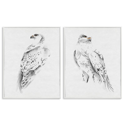 White Hawk Winter Birds Soft Speckled Feathers