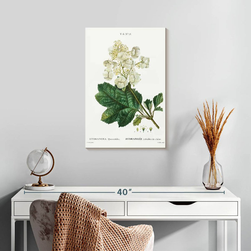 Keiri Oakleaf Hydrangea, 24" H x 16" W