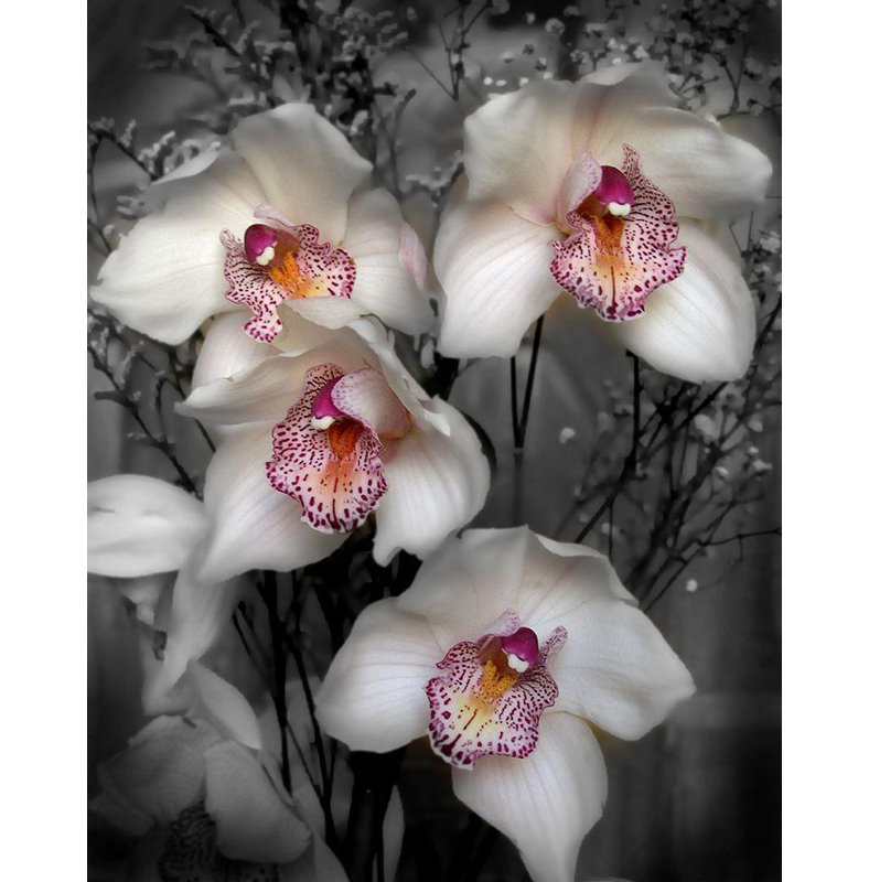 «Red Barrel Studio®» par Maloratsky, galerie d'art sur toile tendue Iorg, cymbidium blanc, H 18 po x l 15 po