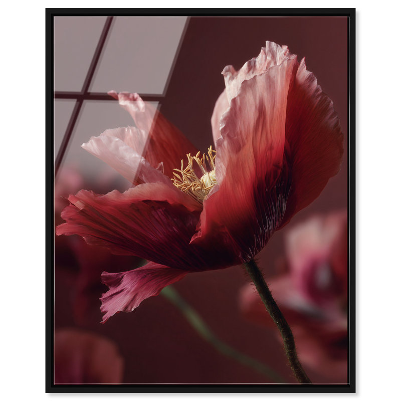 Merlot Blush Blossom II High-Gloss Frameless Acrylic Glass Wall Art Floral & Botanical Print by Oliver Gal, Ready to Hang, 16 x 20