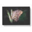 Beauty of a Butterfly - Wrapped Canvas-56659401