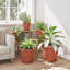 Planter-471815545-471815547