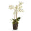 Conservatory Phalaenopsis Drop-in-1276761637