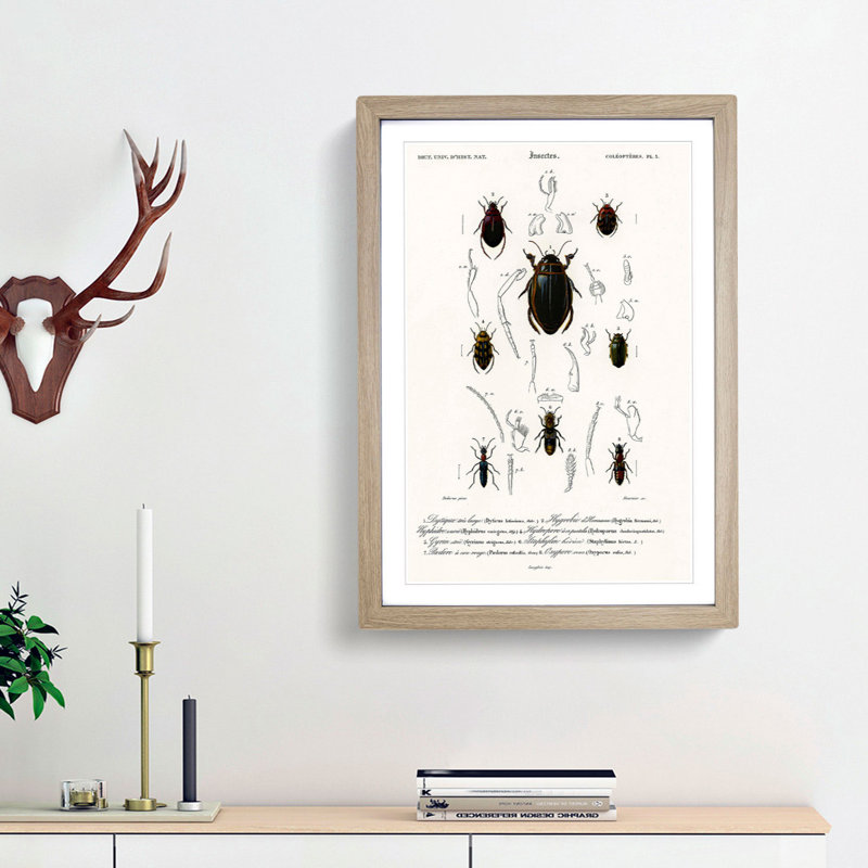 Beetle Illustrations PL.5 by Charles D'Orbigny - Single Picture Frame Print, 45cm H x 33cm W x 2cm D, Oak Framed