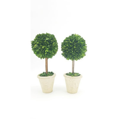 Ensemble de 2 topiaire de buis en pot