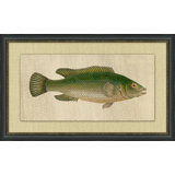 Fish Study 1 Painting
