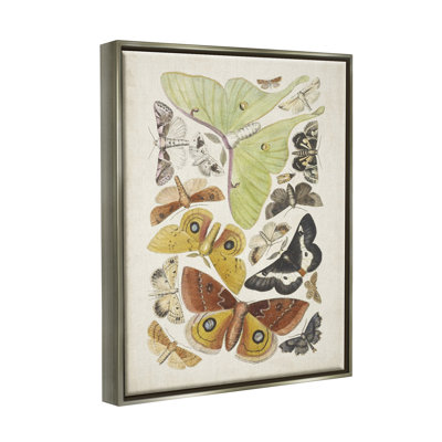 " Various Moth Species Insect Patterns "