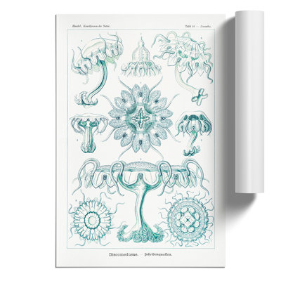 Discomedusae Jellyfish by Ernst Haeckel - Frameless Print