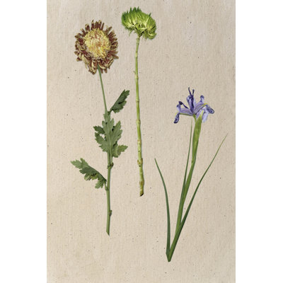 Pretty Pressed Flowers III 1 Piece Wrapped Canvas Wall Art