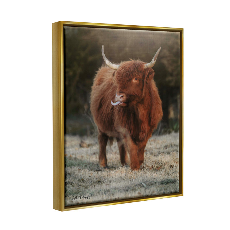 Bouvier Highland, animal de campagne - photographie, H 21 po x l 17 po x P 1,7 po, Cadre flottant métallique doré