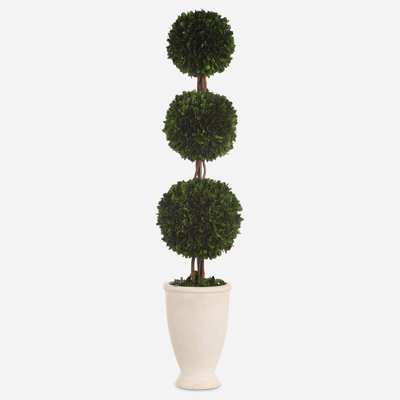 Primrue Preserved Boxwood Triple Topiary